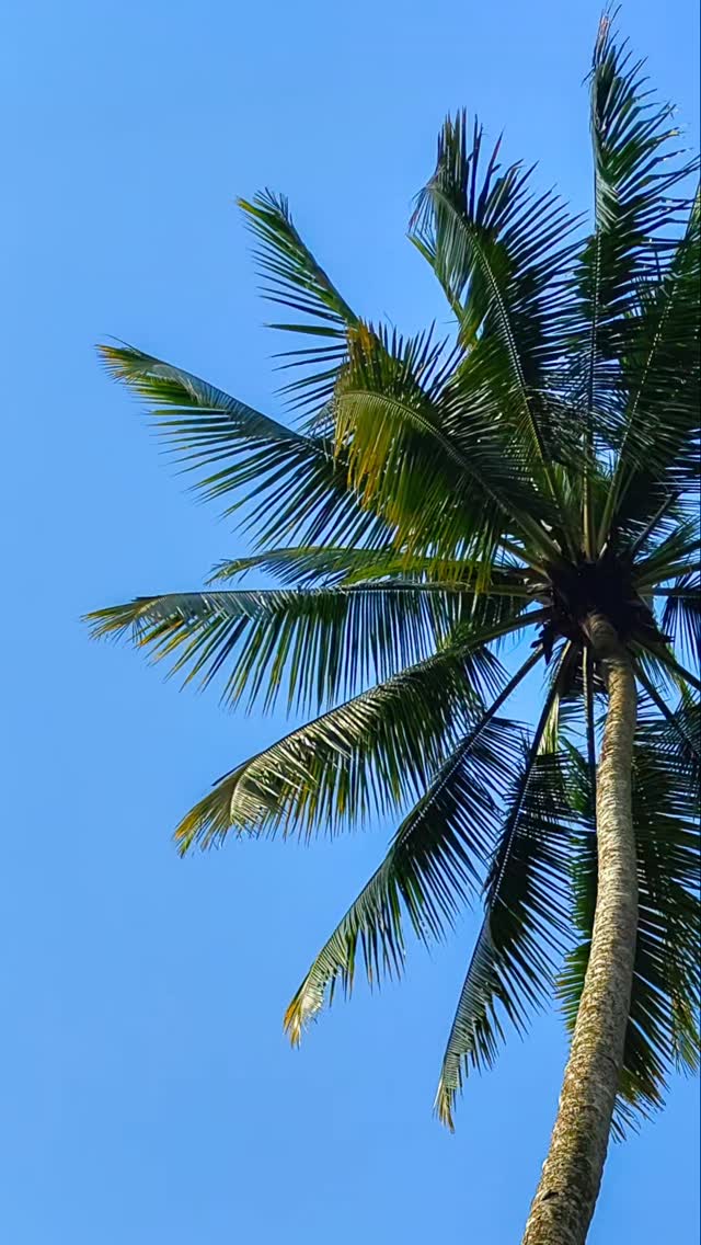 Dance under the Coconut Tree!🥥
Close your eyes for a second, let yourself drift away, and imagine being here. Dancing, enjoying, with a drink in your hand. You doing you.
I see that smile on your face!🌺
#vibecheck #perzikswimwear #discoverplayfulness
