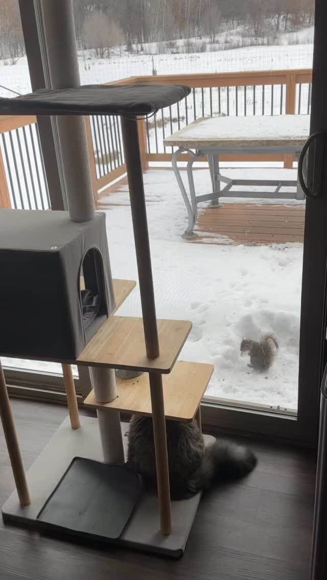 “Temu squirrel” looking right at the cats. #cats #housecatsofinstagram #catsofinstagram