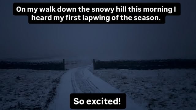 #alltogetherwild
#lapwing
#northpennines
#weardale