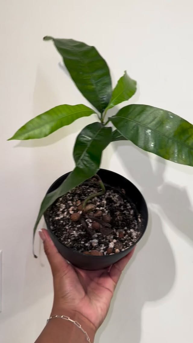 This is my mango plant, I grow it from seed #plantlife #growingfruit