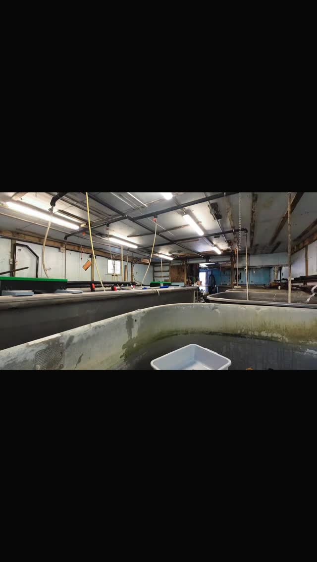 A quick view of our hatchery and clubhouse grounds. We need members and we need volunteers!
#conservation #volenteering #ofahmembership