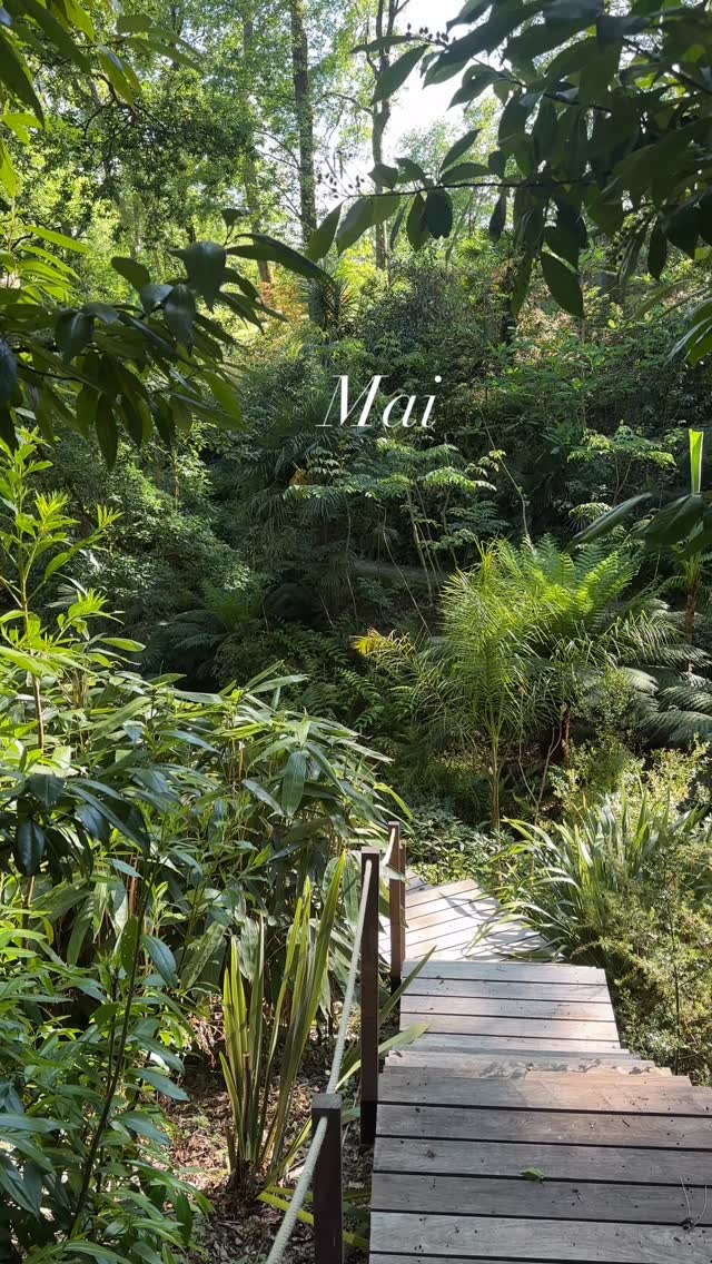 Voici canopée les premiers jours de mai
🌱les oiseaux chantent la nature est fraîche tout est parfait on peut entendre notamment un loriot d’Europe qui apprécie la fraîcheur humide de canopée
🌱ce bois d'ambiance sauvage et tropicale regroupe une grande diversité végétale originaire pour la plupart d'Asie
🌱ce cadre naturel hors de la civilisation bruyante est vraiment un endroit préservé unique
Jardin des barthes classé remarquable
Un des plus beaux jardins de France sud des landes aux portes du pays basque
#garden #biodiversité #plantsmakemehappy #instagarden #oiseaux