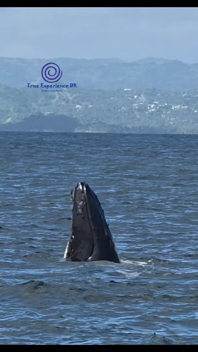 While in Samana, enjoy this unique show from January til March.
#whales #ballenas #touraballenas #samana #dominicanrepublic
