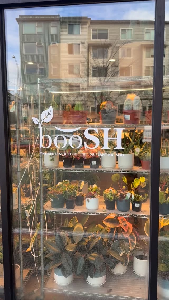 Be your own Valentine 🌿💘
You deserve another plant.
#booshnursery #plantlover #plantshop #seattle #smallbuisness