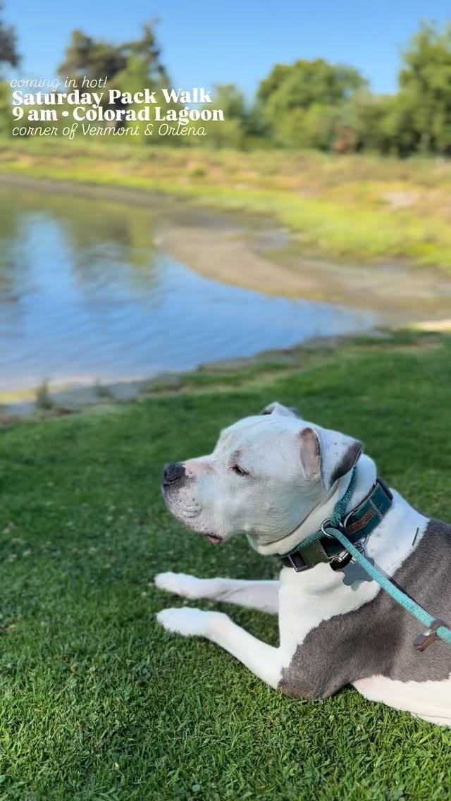 Come walk with us! Saturday, Colorado Lagoon, 9 am on the corner of Orlena & Vermont. See you soon!
Our walks respect you and your dog’s need for space, help dogs learn to be calm around others and create an opportunity for us to meet and support each other. Walks among others can satisfy our dog’s need to belong and often lead to a long nap afterwards. And if you need help with any behavior challenges, we can offer suggestions to help you overcome or manage them. Please reach out!
Some of our dogs are scared. Some are shy. Some are reactive. Some are friendly, but learning how to be calm around others. We maintain these rules on our walks: a minimum of ten feet from others (unless dogs are together), one dog per handler, a six-foot or shorter leash (no retractables, please) and NO dog intros. It is everyone’s responsibility to keep their dogs safe and safely under control. If you can follow our rules, you are welcome to join us. Please feel free to use a muzzle if your dog would benefit from it. If you’re not sure if your dog would do well at a pack walk, please message us for more information.
#packwalk #longbeachdog