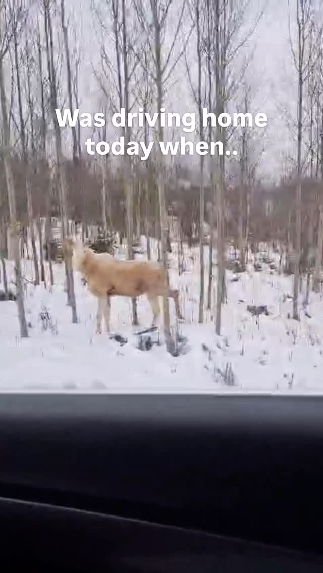 There’s about a 0.03% chance of spotting a white moose here.
I’ve spent many days in the forest, but this one was casually standing next to the road in our village.
Slammed the brakes without checking the mirror. Which says a lot for someone who usually drives in control 😅
But it was worth it: goosebumps all over!
What a magic creature.
An encounter I won’t forget anytime soon.