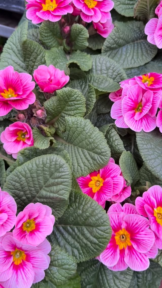 Wir können es kaum abwarten! Der Frühling zieht in kleinen Schritten ein.
Wie sehr freut ihr euch auf Frühling? ☀️#baumschulenterbrack #frühling #vorfreude