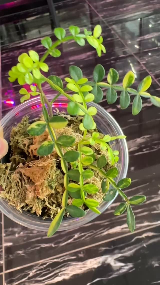 Pistacia Weinmannifolia is a small evergreen shrub often selected as a bonsai plant due to its compact and beautiful form.
Did we also mention it has medicinal values, fragrant, and is also said to be used as a mosquito repellent? The variegation element is a bonus ❤️
#pistaciaweinmannifoliavariegated #pistaciaweinmannifolia #rareplants