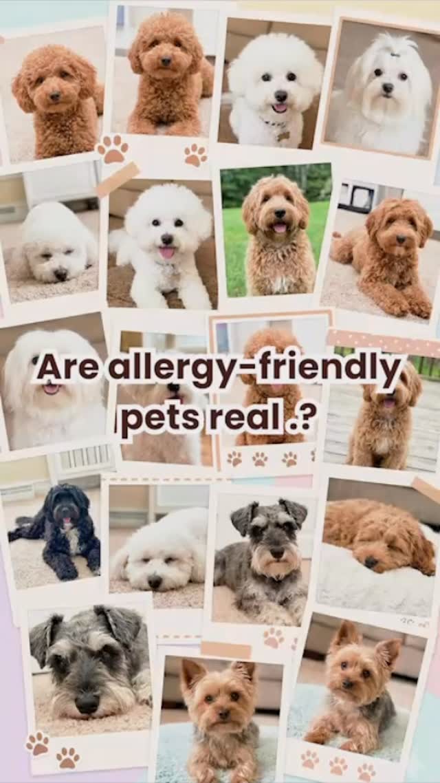Think a “hypoallergenic” pet is the solution to your allergies? Think again. In this video, Dr. Prashanth Reddy from ENTHealth360 explains why the idea of a completely allergy-free pet is actually a myth.
Whether it’s a dog, cat, or even a reptile, the real trigger isn’t just the fur it’s the dander and skin particles. Even if a pet is marketed as hypoallergenic, you may still experience a reaction if you are sensitive to those proteins. We dive into why this term is often used to boost sales and what you actually need to know before bringing a pet home.
📞 Contact: +91 821 788 4802
👨⚕️ Dr. Prashanth R. Reddy
ENT & Endoscopic Sinus Surgeon
📍 Dr Prashanth R Reddy | ENT Doctor – Sarjapura Road -
🕐 11:00 AM – 1:00 PM (Weekdays)
🕐 1:30 PM – 3:00 PM (Saturday)
📍 Dr Prashanth Reddy | ENT Specialist – Koramangala-
🕐 5:00 PM – 7:00 PM (Monday–Saturday)
🕐 11:00 AM – 1:00 PM (Sunday)
#Allergies #ENTHealth360 #DrPrashanthReddy #HypoallergenicPets #PetAllergies