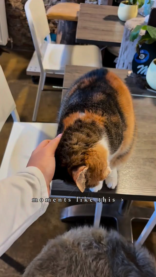 Soms heb je alleen een paar zachte pootjes, spinnende katten en een cozy latte nodig om je dag beter te maken.
Kom deze momenten zelf ervaren bij ons kattencafé in Alkmaar.
#kattencafe #kattenliefde #cats #cozyvibes #fypnl