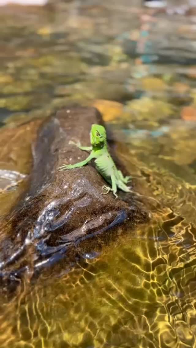 Todo mundo quer um banho de cachoeira!
Os dias continuam quentes por aqui, que tal aproveitar e viver a vida ao ar livre.
Registro @masquenico
#canyonsdosul #ecoturismo #santacatarina #turismonosul #aparadosdaserra