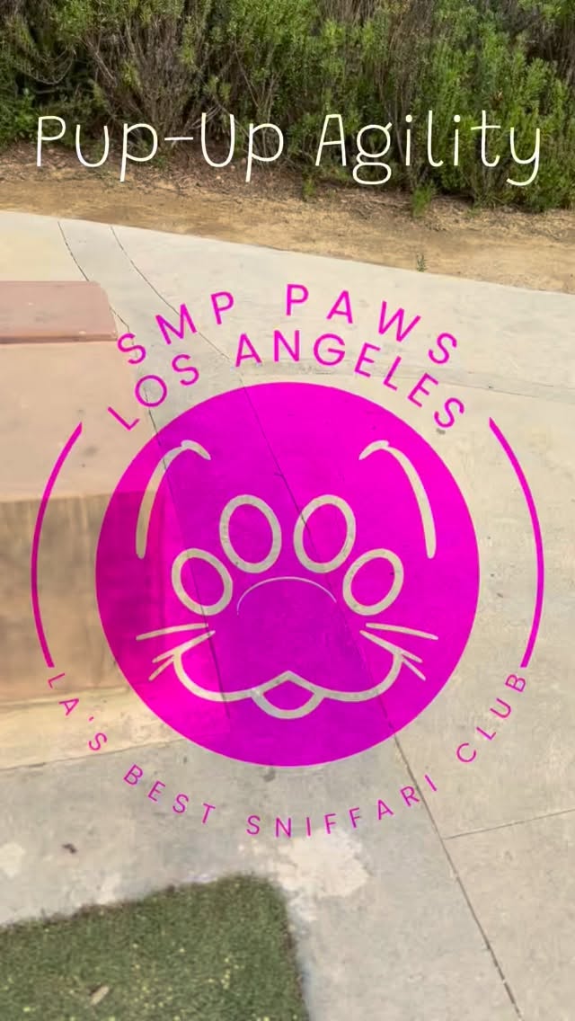 Watch these pups conquer agility challenges with enthusiasm and teamwork. Truly inspiring to see them shine.
#pupagility #dogtraining #activedogs #agilitycourse #puppypower🐶