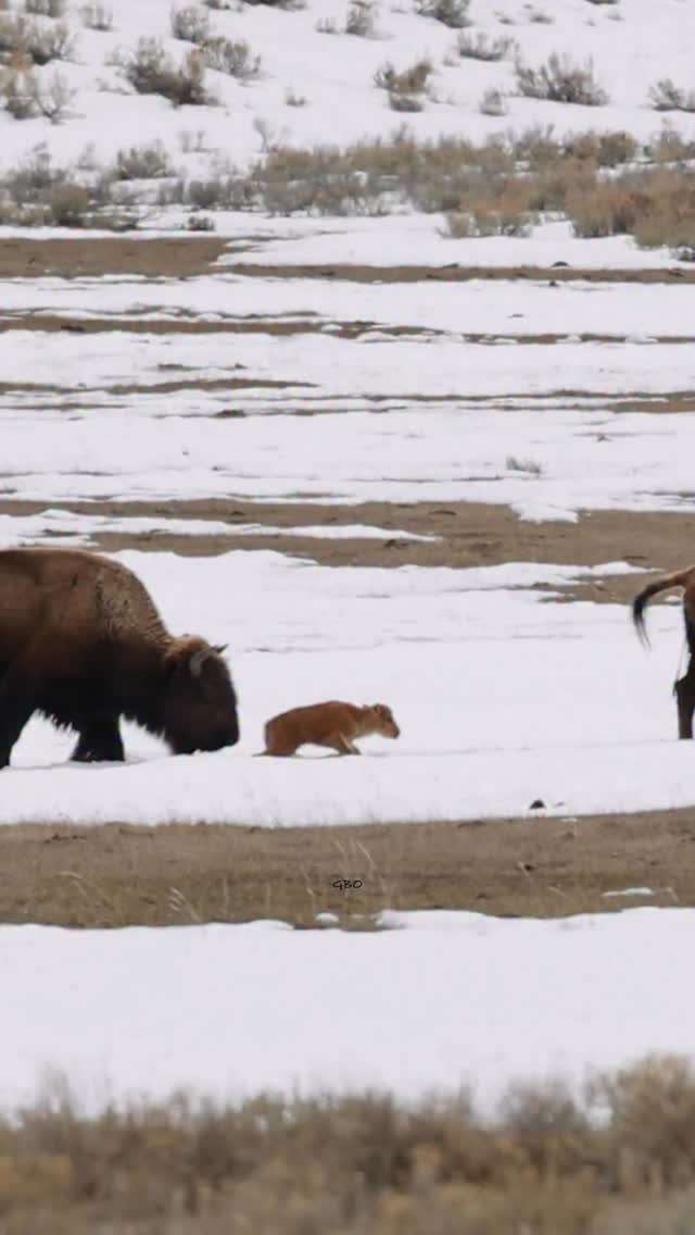 Bison mom in front wasn’t too happy with this other bison for messing with her calf!
#babyanimals #wildanimals #bison #buffalo #foryoupageシ