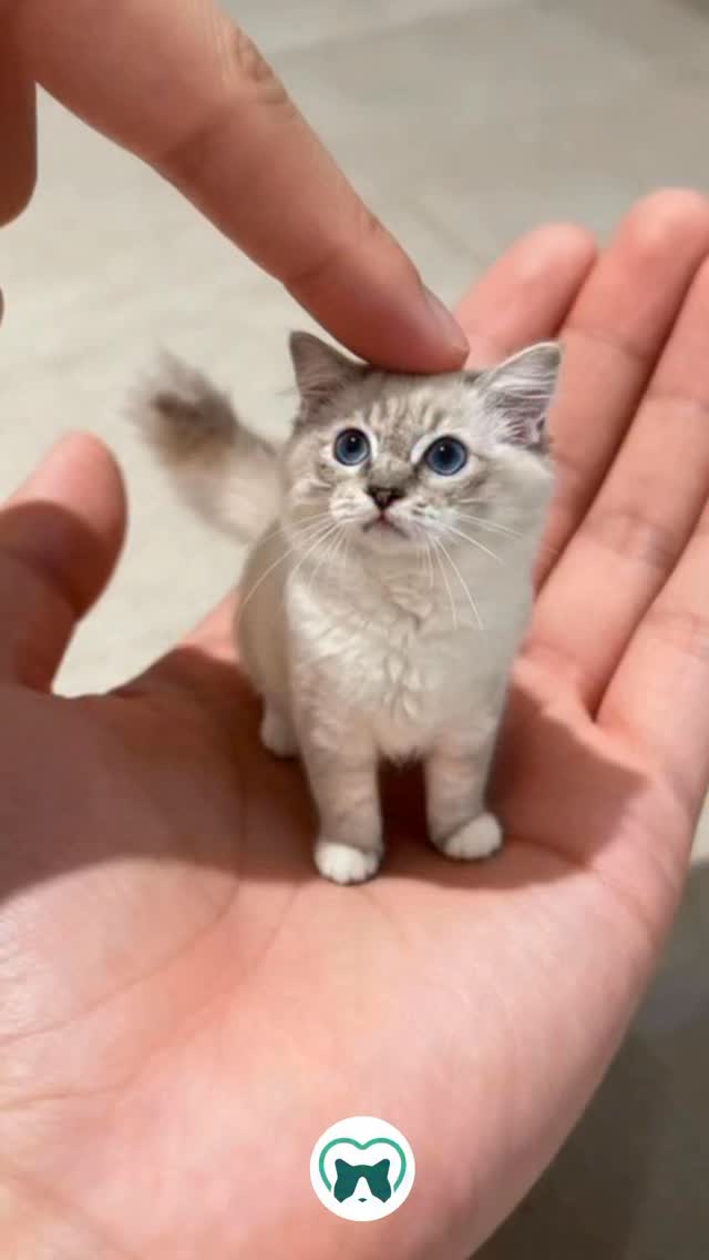 A gente ouve por aqui 😹
#ragdoll #blumenkatzen #gatoragdoll #ragdollbrasil #filhote