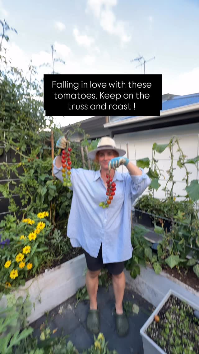 Tomatoes in the garden are coming in hot! Harvesting the home grown food daily makes me rich