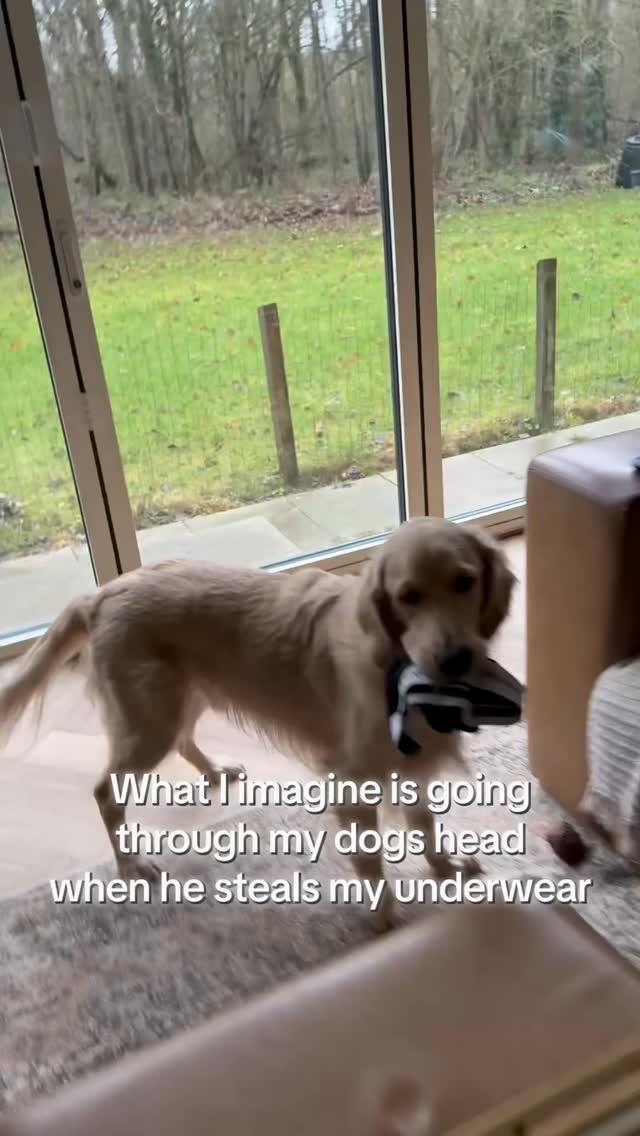 He’s the best 🥰❤️ (the best at stealing socks and underwear!) 😂
If anyone’s ever wondered what it’s like having a golden retriever… this is it 😍
#goldenretriever #golden #goldenretrieverworld #dogs #dogsofinstagram
