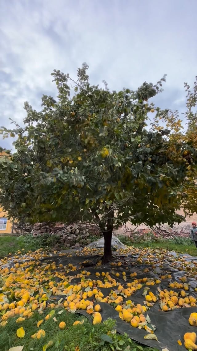 Von goldenen Quitten auf dem Baum bis zu unseren fertigen Produkten im Glas. ✨
Aus unseren Quitten ist etwas richtig Gutes entstanden – und wir behalten uns den Herbst in leckerer Erinnerung 😋
#handgemacht #direktvomhof #quittenernte #regionalgenießen