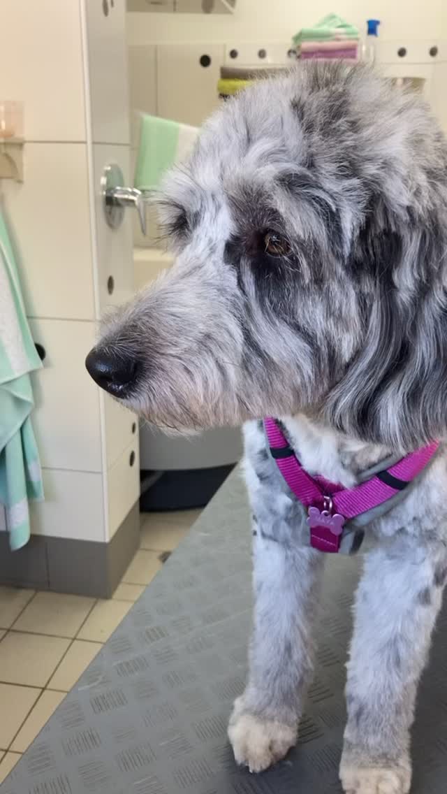 #aussidoodle #maya #zumverlieben❤️ 🥰✨