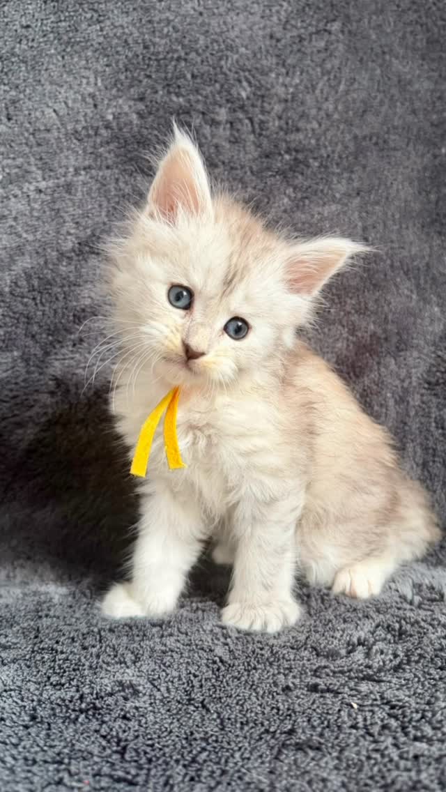 Black silver tortie girl 😻#mainecoon #mainecoonkittens #mainecooncat #mainecoonmagic #mainecoonkitten