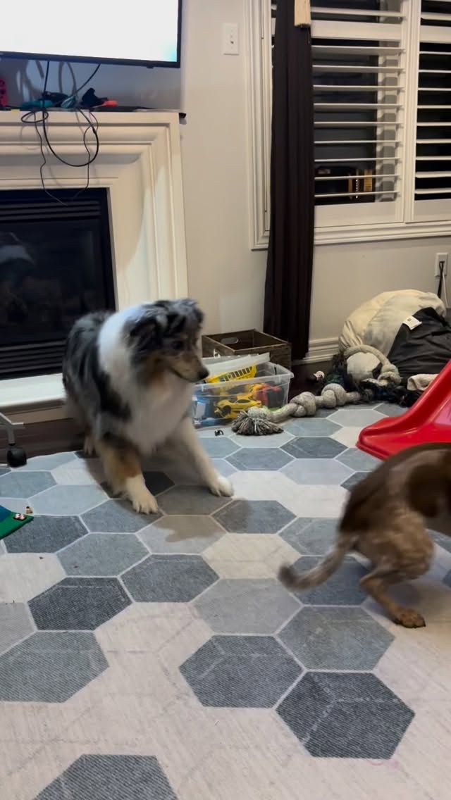 Play time for the doggies.
#puppylove #playtime #dogsplay #dogboarding #lifeofadogtrainer