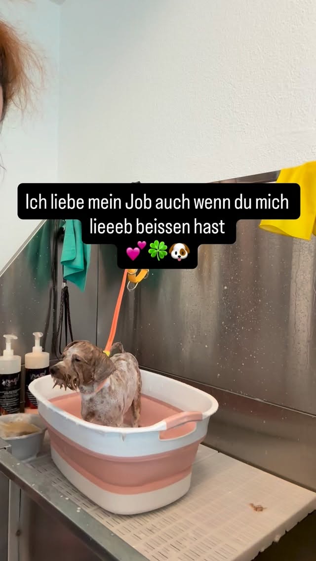 #hundesalon #grooming_luzern #luzern #pudel #schweiz