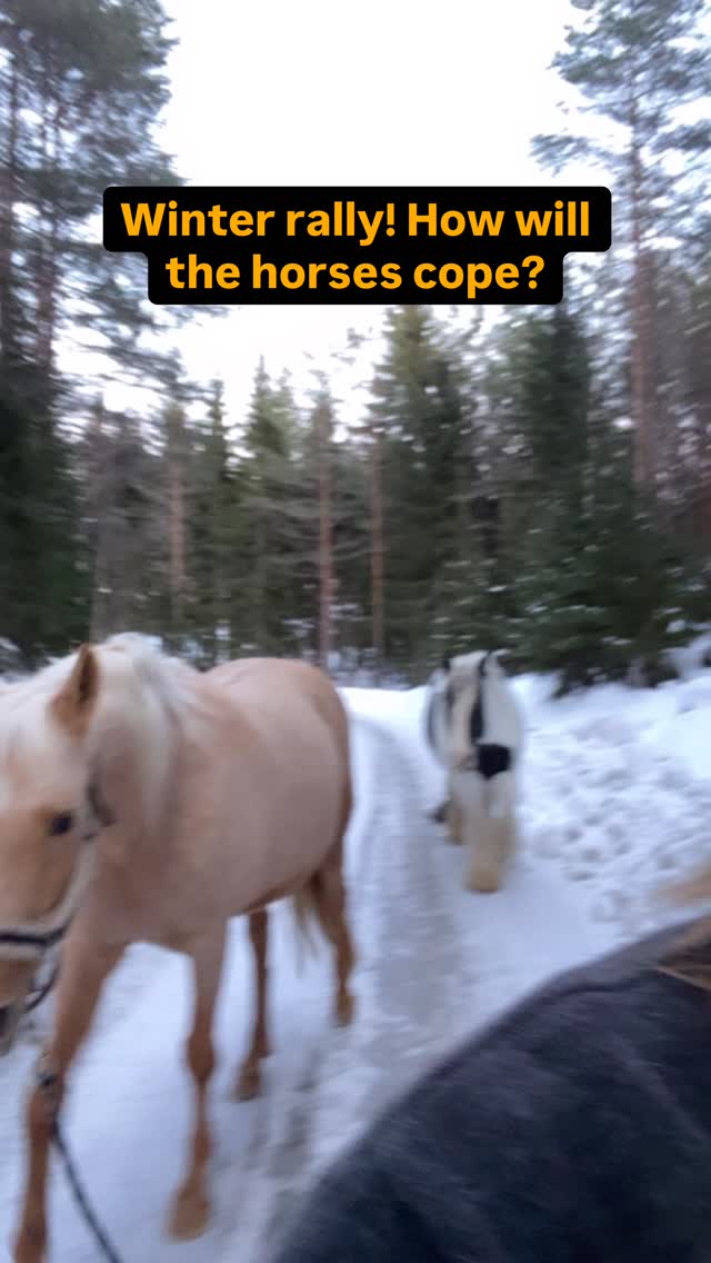 Horses are encountering so many strange things in domesticated life! With training you can help them build confidence, find new ways and to feel safe… in this case of there is going to be a winter rally!
After a while the girls could just be outside with some food. And I am so happy for them that we could reduce the stress 🙏
#horsetraining #winterrally #horses #training