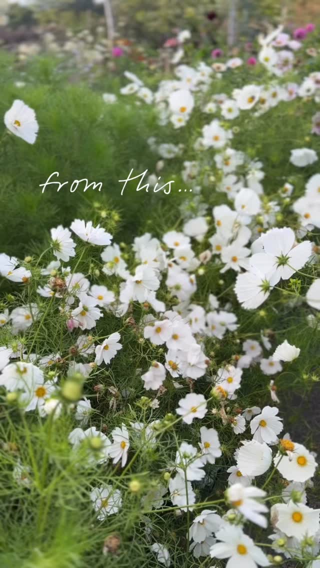 Expertly grown for your day
Luxury wedding flowers grown in Cheshire and curated into a pallet of exquisite floral ingredients for you. You won’t find these flowers anywhere else.
We take on a limited number of exclusive weddings each year. Now booking for 2026 & 2027. Enquire through bio.
#cheshireflorist #sustainableweddingflowers #weddingflowers