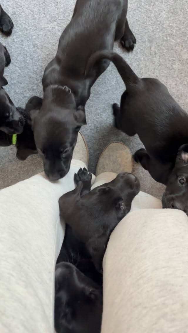 Nu är det bara dagar kvar tills de första av valparna kommer flytta till sina nya fantastiska hem ❤️