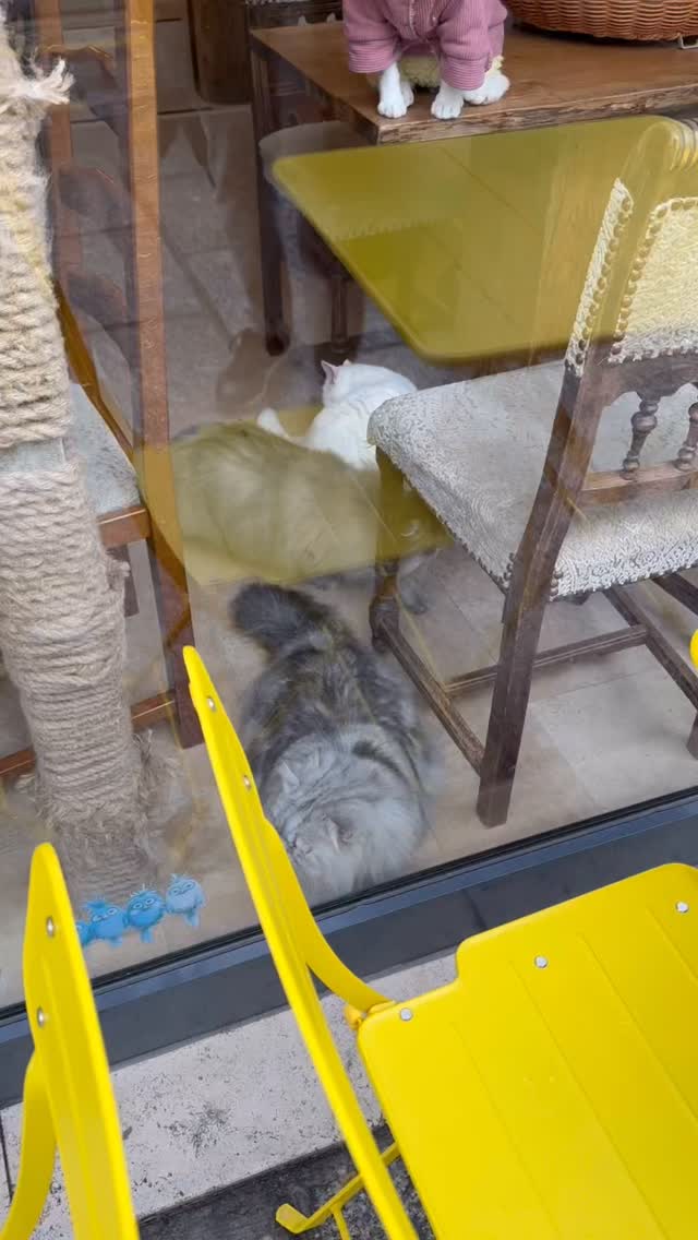 Ducked into a cat cafe for a spontaneous and brief cuddle sesh and respite amidst these intense times we are navigating.
Hope these floofy cuties bring a smile to your face.
🥹❤️😻
@cafe.miaou
#catecafe #cafemaiou #pariscatcafe #floof #floofycat #floofapalooza #cats_of_instagram #catlover #cuddles