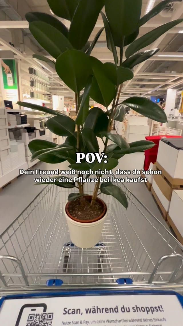 Danke für die Verführung @ikeaaustria 🙂↕️🤝🏼
#ikea #plantmom