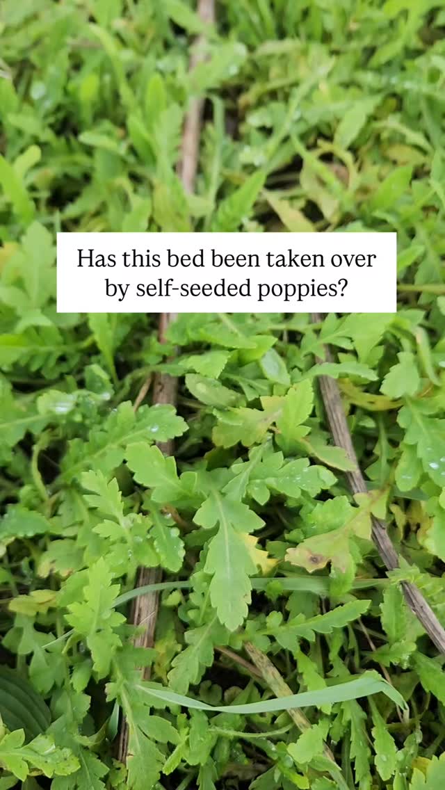About 75% sure these are self-seeded poppies. 👀
LeafSnap agrees, but we’d love a second opinion. 🤳
What do you think? We are zone 8b. 🌎
If they are poppies, does anyone recognise the type?
We are thinking we could let them have their moment, then take the bed back after...🤔