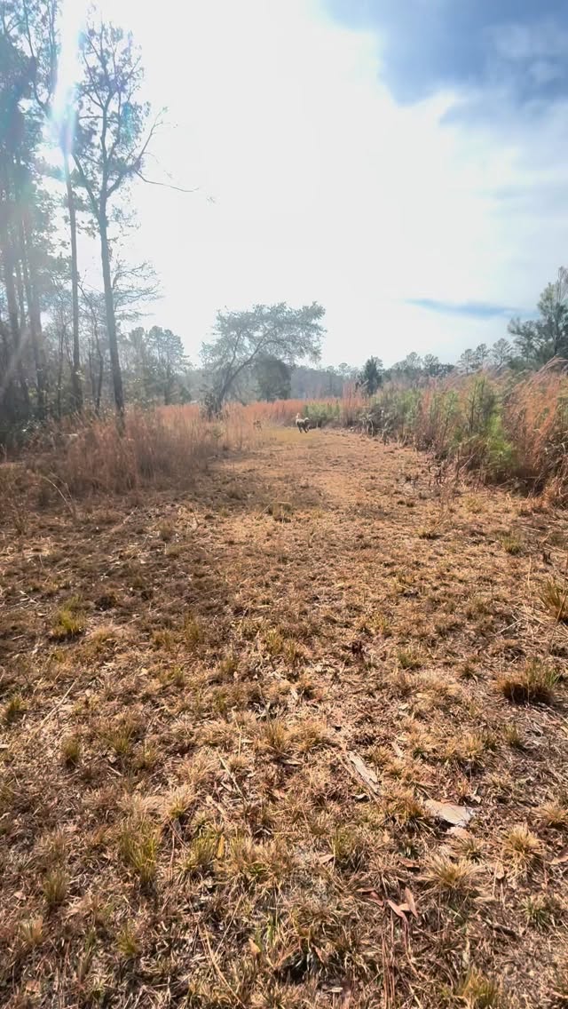 Recall doesn’t have to be boring — it should feel like a game 🎾
That’s how you get happy dogs who want to come back, even off-leash.
This is the goal 💛🐾
#dogsofsavannah #ecollartraining #poolerga #savannahgeorgia