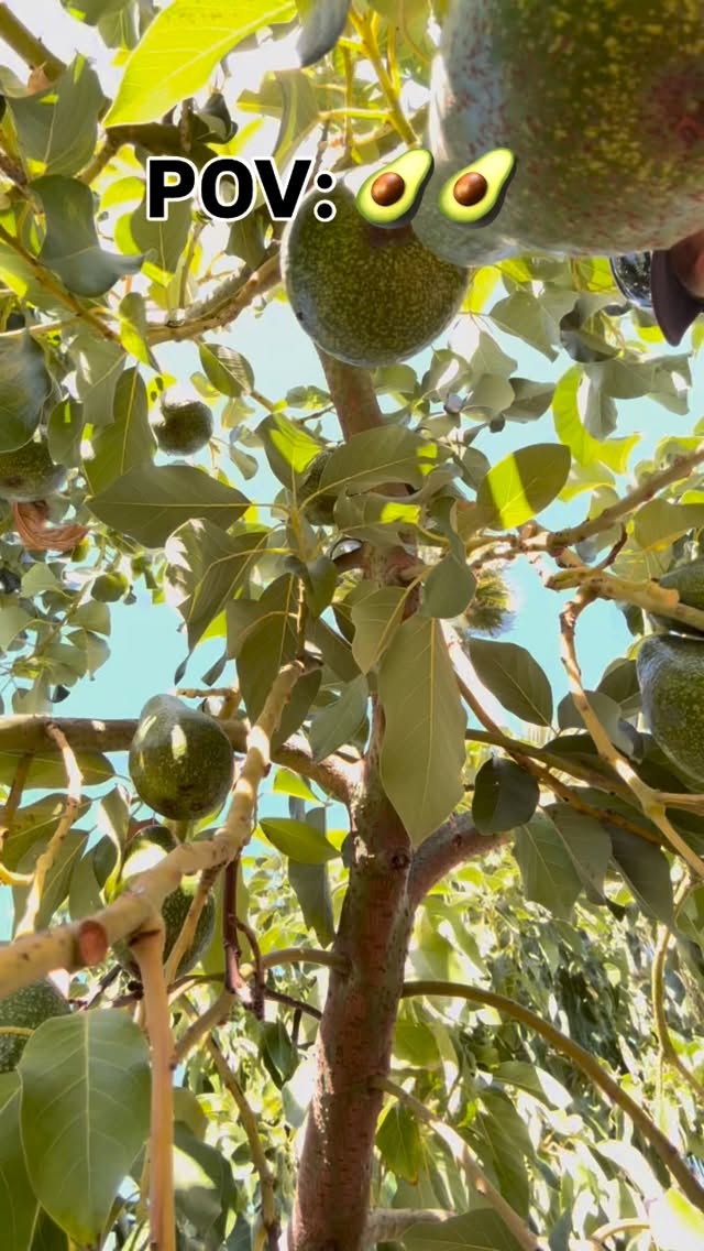 POV: you’re an avocado hanging out in the tree… and then Stu shows up 🥑😄
In the branches, in the zone, harvesting these beauties one by one—fast hands, good vibes, and peak avocado season at Paradise Acres.
Fresh > fast > straight from the tree 💚