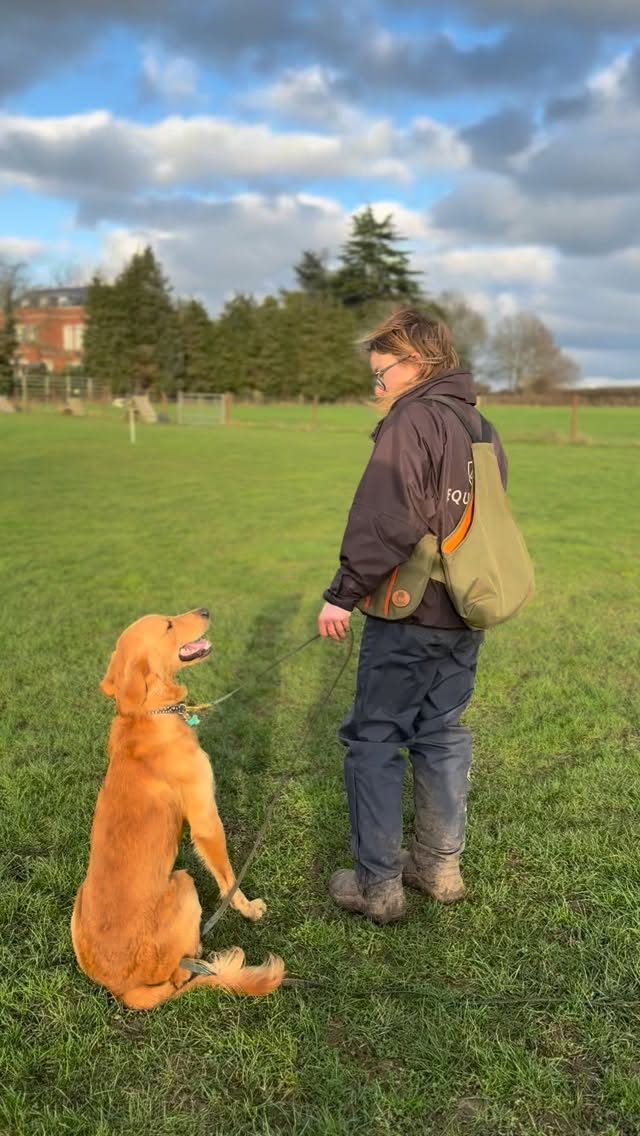 Gundog training could be the perfect outlet for your dog and here’s why…
This is Alfie’s second Gundog session and he’s really starting to get the hang of it! His steadiness is brilliant while still being driven for his retrieve. The gundog discipline combines all the basics from other training styles, obedience, agility, scentwork and control while being a great outlet for all dogs, especially working line pet dogs who need some extra stimulation and use of their instincts. We offer 1-2-1 gundog training sessions and summertime group classes. If you’re interested in giving it a go, get in contact with us!
#GoldenRetriever
#GundogTraining
#WorkingRetriever
#FieldSports
#DogTrainingHertfordshire
