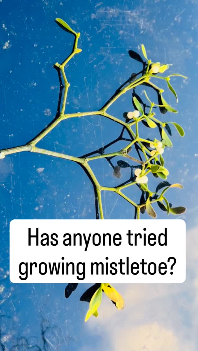 Growing mistletoe is our āmad scientistā gardening project this year. We have been dying to give it a go, but will need a lot of patience 𤣠Hereās how we did it:
1. Choose the Right Host
Mistletoe is picky about its ālandlord.ā Most varieties prefer deciduous trees with relatively soft bark like Apple trees.
2. Source Fresh Berries
Timing is everything. You need fresh, wild ripe white berries, available now until the end of Marchā¢
3. The āPlantingā Process
Choose a high, clean, sunny branch that is at least the thickness of a finger (about 2ā5cm). Pop the berry so the sticky seed sticks onto the underside or side of the branch. The glue will harden, anchoring it against wind and rain. Survival rates are low. āPlantā at least 20 seeds (we only had 11š„“) to ensure at least one or two take hold.
4. The Long Wait
⢠Year 1: The seed germinates and sends out a tiny green āsinkerā (hypocotyl) that probes the bark. You wonāt see much growth.
⢠Year 2: The plant begins to tap into the treeās water supply. You might see a tiny green leaf.
⢠Year 5+: This is when you finally get a recognizable, bushy clump ready for harvesting.
ā ļø Remember⦠Mistletoe berries and leaves are toxic to humans and pets. Always wear gloves when handling them and keep them out of reach of children.
#Gardening #mistletoe #growyourown