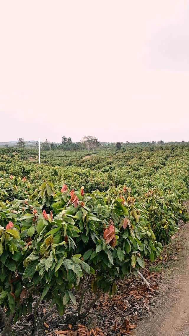 Innovation Rooted in Tradition πΏπ«
Located in Ecuadorβs Cerecita Valley, Hacienda Palo Santo is a family-owned plantation with over 20 years of history. We bridge nearly 40 years of legacy from Hacienda Sofia with the future of high-tech cacao.
What makes our bean flawless? β¨
β’ Scientific Fermentation: Strict pH and temperature control for a clean, balanced profile.
β’ Sensory Profile: A rich chocolatey base with notes of chamomile, fresh herbs, and eucalyptus.
β’ Sun-Made: 100% sun-dried to preserve aroma and brightness.
β’ Full Traceability: Guaranteed from our field to your hands.
π© Work with us:
If you are looking for high-quality cacao with guaranteed traceability, contact us! We also offer premium cacao derivatives crafted from our finest beans. ππ¦β΄οΈ
#HaciendaPaloSanto #CacaoEcuador #FineFlavorCacao #Traceability #beantobar