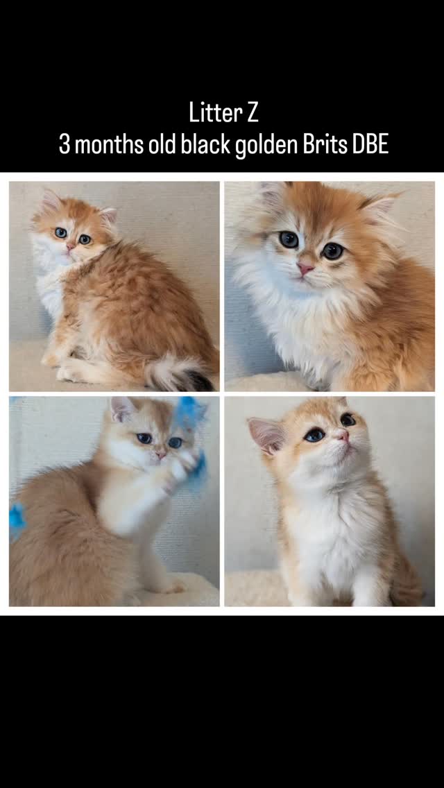 My January was extremely busy with long-awaited vacation and other travel. So I'm getting around to showing off Litter Z only now.
Zara (blue eyes, long hair ) has already been adopted. Zula (green eyes, long hair), Zip (blue eyes, short hair) and Zaza (blue eyes, short hair) are still available.
#ny12 #dbe #blh #bri #britishkitten