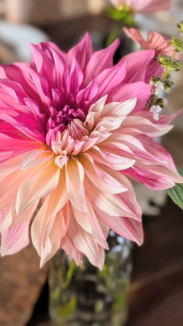 When spring still seems like an age away, I love to think about all the stunning dahlias that will be blooming in only a few months time! All Cornish grown beauties 😍 I'm like a kid in a sweet shop!! 😂
Expert dahlia growers
@kernowdahliasnursery
@hendrafarmflowers
#dahliaseason #isitspringyet #dahlialove #locallygrownflowers #weddingfloristcornwall