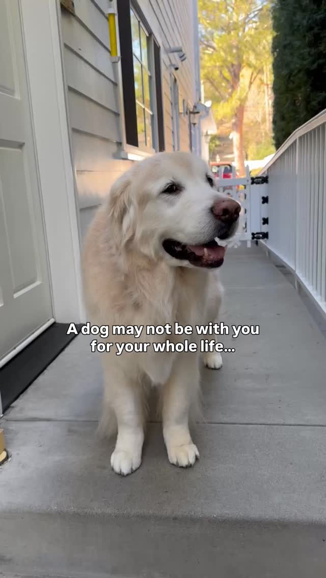 When our dearest friend found out Joey was sick she said, “We all have our dogs and we all think our dogs are the best - and they are. But there’s something very special about Joey.” And she’s right. There is something very special about Joey.
Maybe it’s the fact that both of his parents were therapy dogs and he has always had the most amazing disposition. Or maybe it’s the chapter of our lives that he’s been through with us. Or more likely it’s both - that he has been the perfect dog for me, for my kids, and for my parents during this chapter of our lives.
But the one thing that I know for sure is that even though I’ve been through this 4 times before Joey, and even though Harley and Cody also make our lives whole, Joey is going to break me.💔
🐾🐾🐾
Harley is a golden retriever allergen alert service dog trained to detect peanuts for her peanut allergic human. Harley is also known as Detective Harley, F.A.D.D. Food Allergy Detection Dog®️. Cody is her little brother and is training to be just like her. Joey is our Treat Distribution Supervisor. We help food allergy families navigate snacks, restaurants, and food allergy life, one whiff at a time.
🐾 This account is for information only. You should be certain to conduct your own research to ensure your safety from your allergens.
🐾 We encourage sharing our content to help educate and spread food allergy awareness.
#foodallergies #servicedog #goldenretriever