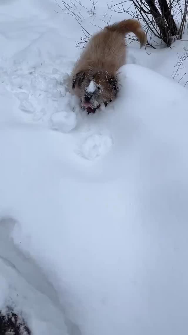 A little fresh snow fun ❄️♥️
If you couldn’t tell it’s Gracey’s favorite! 🐶