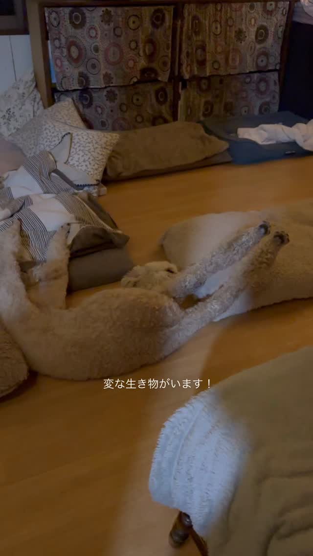 変な生き物がいます!
#doghomestayfluffydog #adoptdontshop #ケージレスペットホテル #スタンプー #保護犬を家族に