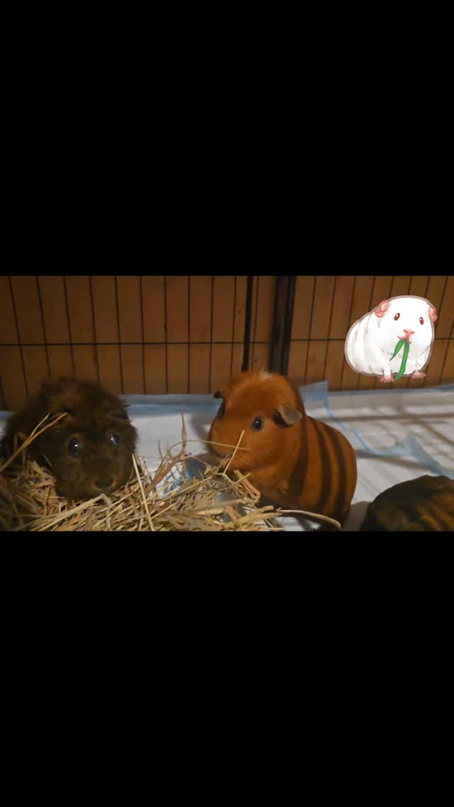 The gorgeous piggy family celebrating valentine's day!! At the most amorous hotel 💘💝💖💞💕💓🐹🐹🐹💓💕💝💘
#thecoolbunnysitters #petsitting #bunnysitting #bunnylovers #valentinesday