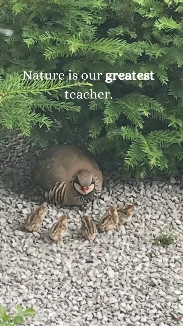👩🏽🌾 Nature is our greatest teacher 🌱
Gardening reminds me you’re never really in control, you’re just learning to work with nature, and grow alongside her.
What has nature taught you lately?
#thegranarygarden #workingwithnature #wildlifegarden #gardenmagic #alwayslearning