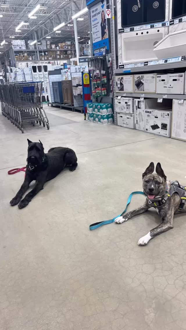 Hibi (aka Hibs) is one of our private clients and she is absolutely crushing her goals 💪🐶
From polite greeting manners to no longer dragging her owners when she sees other dogs or people, this girl is putting in the work!
We’ll continue with a few more exposure sessions to keep building confidence and consistency.
This is the beauty of private lessons, everything is customized to your dog’s needs, pace, and goals 🖤
#HappyHoundsTraining #PrivateLessons #DogsofSavannah #savannahgeorgia