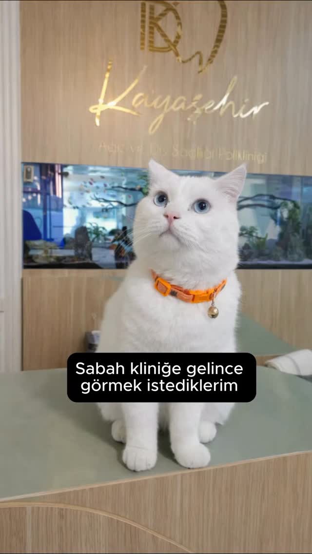Sabah kliniğe gelince görmek istediklerim.
#kedi