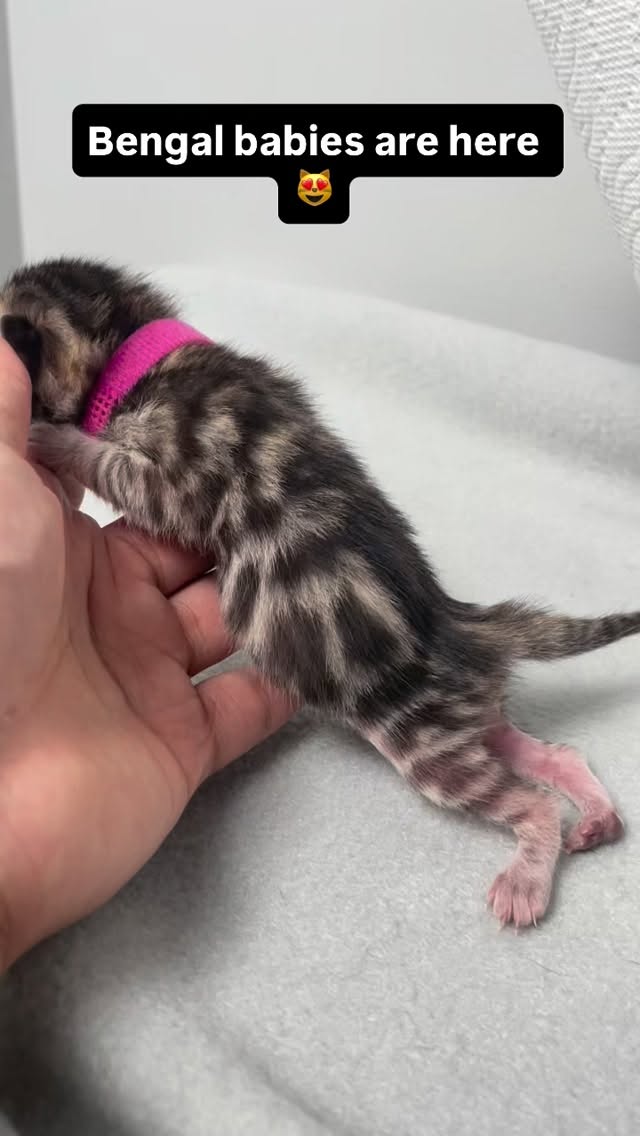 Bengal kittens have arrived. We have snow kittens too 😻 I’ll post them soon. Message us with any questions. #bengal #bengalkitten #kitten #cats #casacruzranch