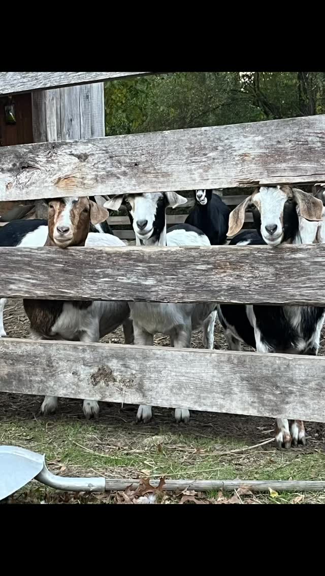 The last of my 2025 wrap up videos!
What a wonderful year it was!
full of new adventures, taking leaps, and creating life changing connections!
Thanks for taking this journey with us! We can’t wait for our first blooms to kick off our 2026 season! ♥️🌸