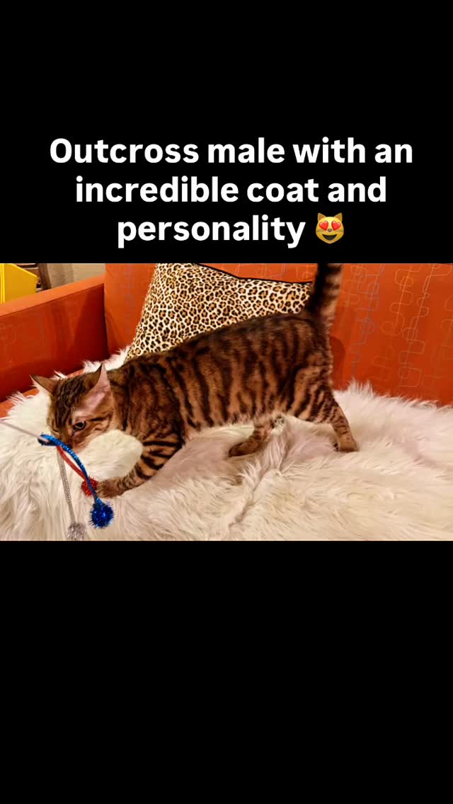 Sweet Bengal/Toyger outcross male. Searching for his forever family. He is 1 year old. Message us with any questions. #toyger #fyp #cats #bengal #available