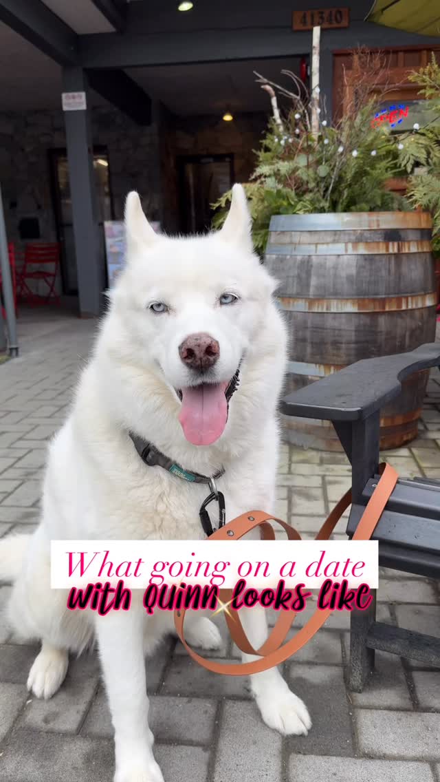 … and he was the perfect gentleman, despite making me pay for everything 💸😂🤍
Actually — the real reason behind taking my dog on a date, other than the fact that I’m a childless, self-employed Millennial and I don’t need one 😂⬇️
Every Thursday, Miti gets picked up for his group dog walk, and Quinn gets left behind. We started this once-a-week routine not because they needed it, but to fulfill their individual needs. It allows the much younger Miti to socialize without his older brother, build his confidence, and get his crazies out. It allows Quinn, who will be 10 this year, some quiet time to relax or connect with us one-on-one.
So each Thursday, when Miti gets picked up, Quinn relaxes. Except for today. Today, he waited by the door. He paced, and eventually he came upstairs to sit beside me. He didn’t look relaxed — he looked sad.
Now call me crazy, or call me delusional — I don’t care. But I had recently read an article about how senior dogs know when they’re getting old. Not because of their own minds or bodies, but because of their owners. They hear the way our tone changes in conversations when we exclaim to others how “they’re getting older.” They see you throwing sticks farther for the younger dogs and closer for them. They hear our sympathy. They see our exchanges. Today, I saw it on Quinn’s face when Miti left.
Ten minutes later, we were out the door on our date.
Now call me crazy, or call me delusional — I don’t care. But his entire demeanour changed. He had an extra bounce in his step after he got spoiled at the store. He had a swagger as he went up to greet strangers. He welcomed Miti home with a renewed sense of joy — and, of course, with his newly purchased treat they could enjoy together.
It was the best $30 and three hours I have spent in a long time 💕
#spoileddogs #dogmom #huskylove #valentinesday #adoptdontshop❤️