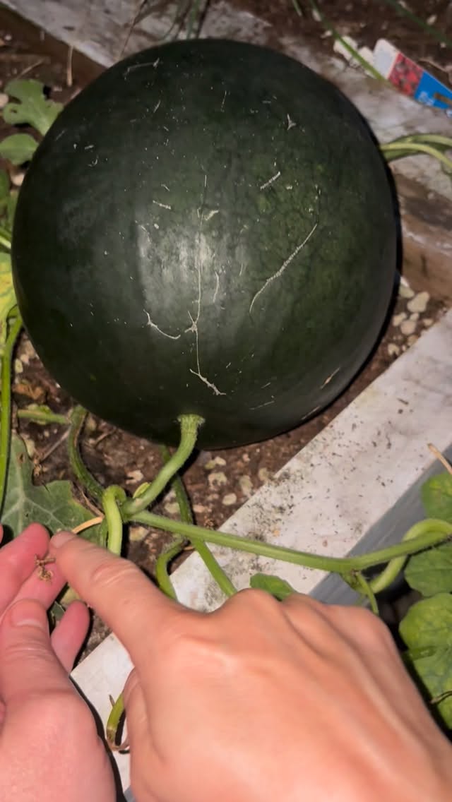 Real gardening advice for the veggie garden. We don’t knock it 😂